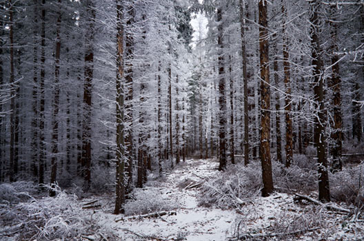 Frostwood Breeze